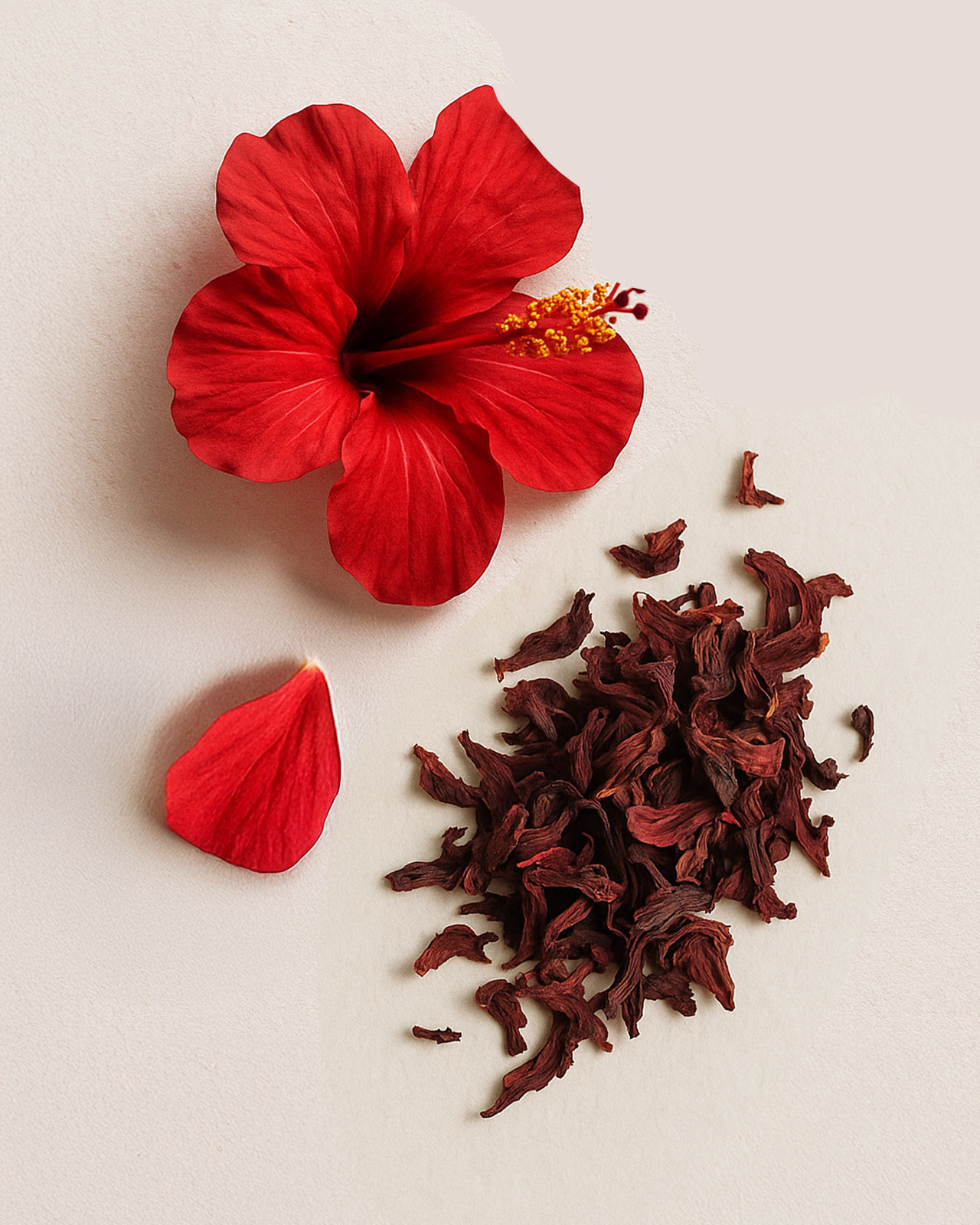 Fleur d'Hibiscus
